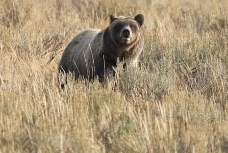 Hiker Injured by Grizzly in Wilderness Area Air Lifted to Trauma Center