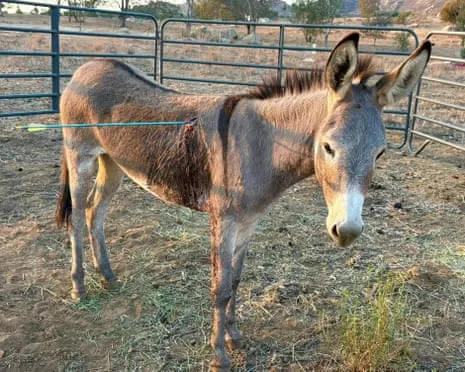 Wild Ass Healing After Latest Bow Assault on Free-Roaming Asses in California
