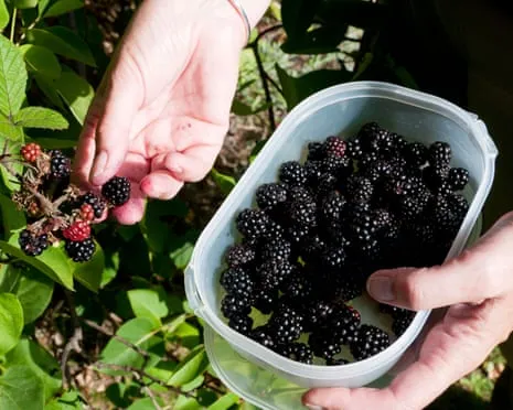 In Search Of: Scrumptious Bakes to Put to Good Use a Surplus of House-Made Jam