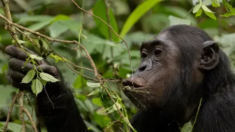Apes Consuming an Amount Equal of an Alcoholic Beverage Daily from Overripe Produce, Investigation Shows