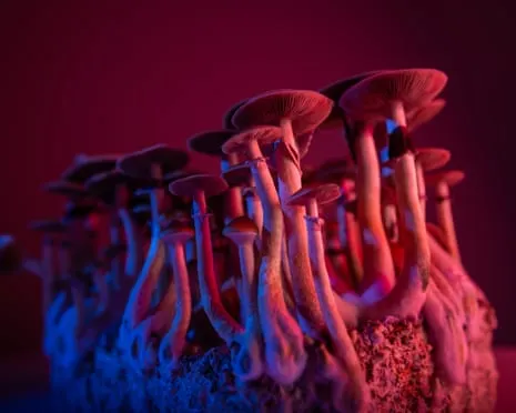 About Psychedelics by Justin Smith-Ruiu: A Reflective Guide into Consciousness Expanders