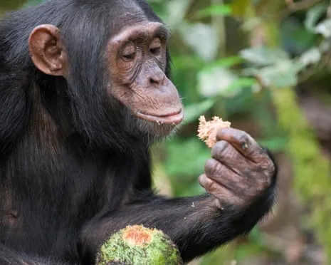 Wild Chimps Ingest Daily Alcohol Comparable to a Beer from Fermented Fruit