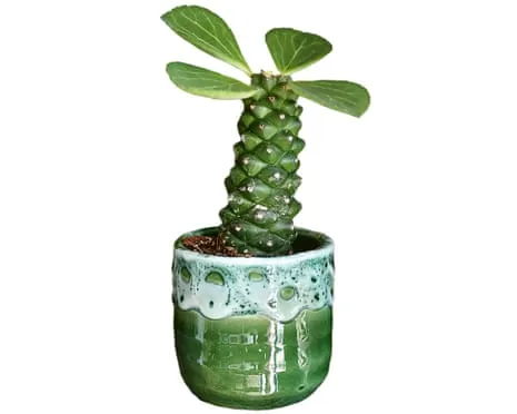 Can This Euphorbia Ritchiei Ever Sprout Back?