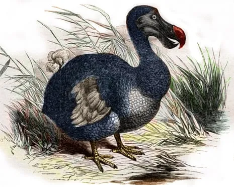Experts Claim They’ve Made a ‘Major Breakthrough’ in Bringing Back the Flightless Species for the First Time in Multiple Generations